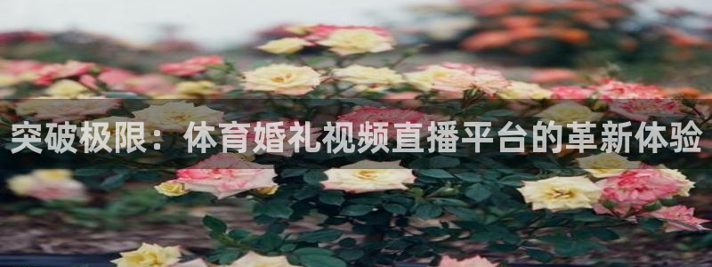 突破极限：体育婚礼视频直播平台的革新体验
