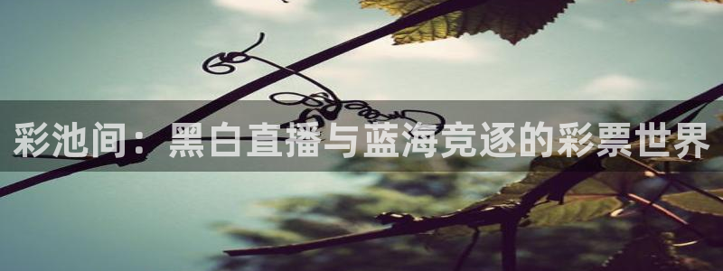 彩池间：黑白直播与蓝海竞逐的彩票世界